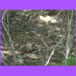 Can You Find the Chip Munk.jpg